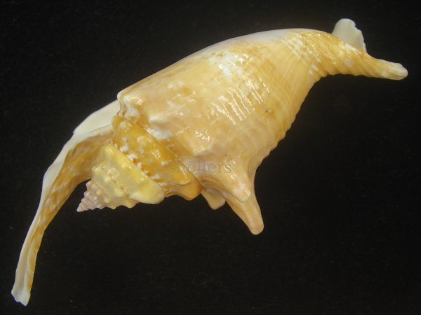 画像3: ルンバソデ(Strombus gallus) 黄色系　美品　マルティニック産 (3)