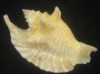 画像1: ルンバソデ(Strombus gallus) イエロー　美品　マルティニック産 (1)