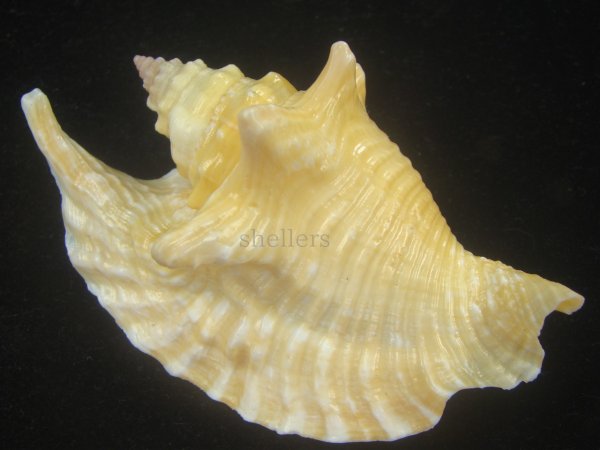 画像1: ルンバソデ(Strombus gallus) イエロー　美品　マルティニック産 (1)
