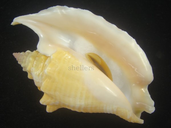 画像2: ルンバソデ(Strombus gallus) イエロー　美品　マルティニック産 (2)