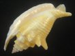 画像3: ルンバソデ(Strombus gallus) イエロー　美品　マルティニック産 (3)