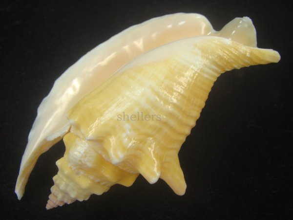 画像3: ルンバソデ(Strombus gallus) イエロー　美品　マルティニック産 (3)