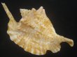 画像1: ルンバソデ(Strombus gallus) 大　老成　美品　マルティニック産 (1)