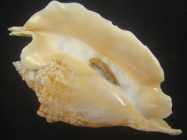 画像2: ルンバソデ(Strombus gallus) 大　老成　美品　マルティニック産 (2)