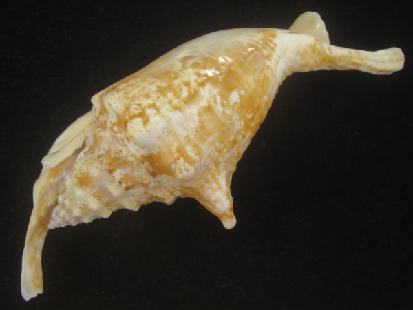 画像3: ルンバソデ(Strombus gallus) 大　老成　美品　マルティニック産 (3)