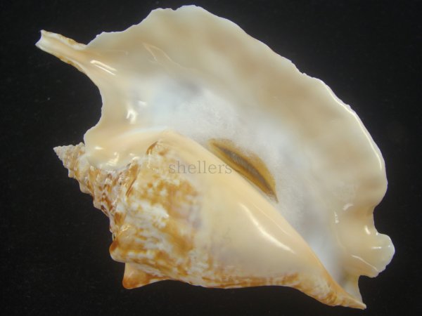 画像2: ルンバソデ(Strombus gallus) 美品　マルティニック産 (2)