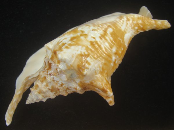 画像3: ルンバソデ(Strombus gallus) 美品　マルティニック産 (3)