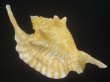 画像1: ルンバソデ(Strombus gallus) イエロー　老成　特美品　マルティニック産 (1)