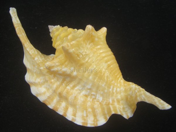 画像1: ルンバソデ(Strombus gallus) イエロー　老成　特美品　マルティニック産 (1)