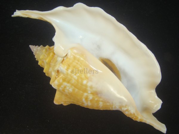 画像2: ルンバソデ(Strombus gallus) イエロー　老成　特美品　マルティニック産 (2)