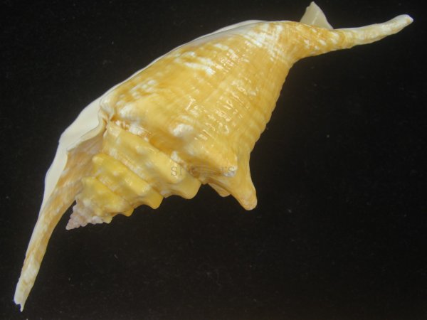画像3: ルンバソデ(Strombus gallus) イエロー　老成　特美品　マルティニック産 (3)
