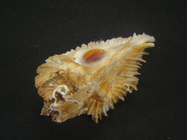 画像3: ミヨコバショウ (3)