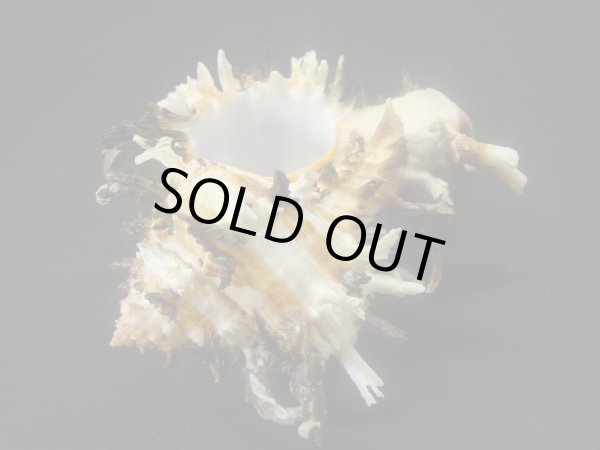 画像3: ノシメガンセキ (3)