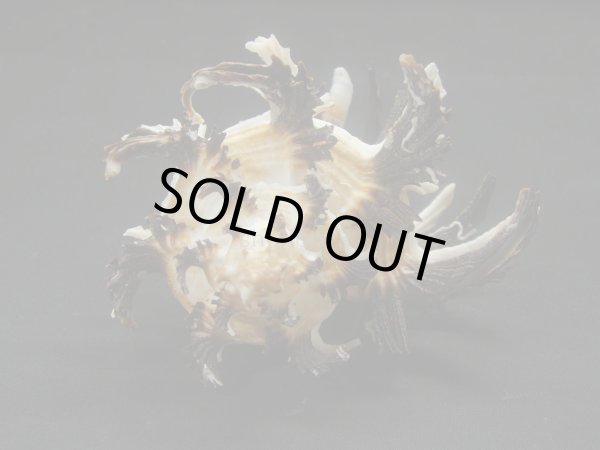 画像4: ノシメガンセキ (4)