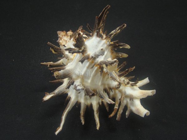 画像2: ノシメガンセキ (2)