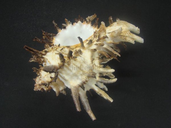 画像3: ノシメガンセキ (3)