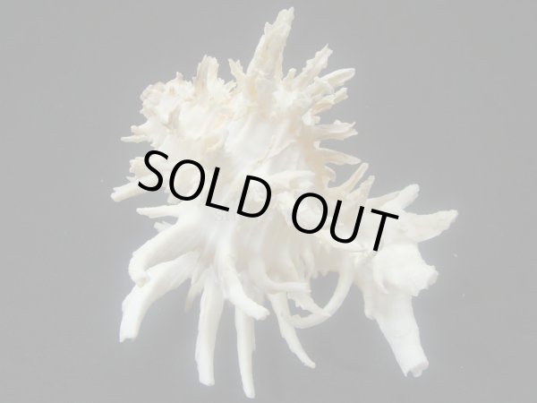 画像2: ノシメガンセキ レアカラー (2)