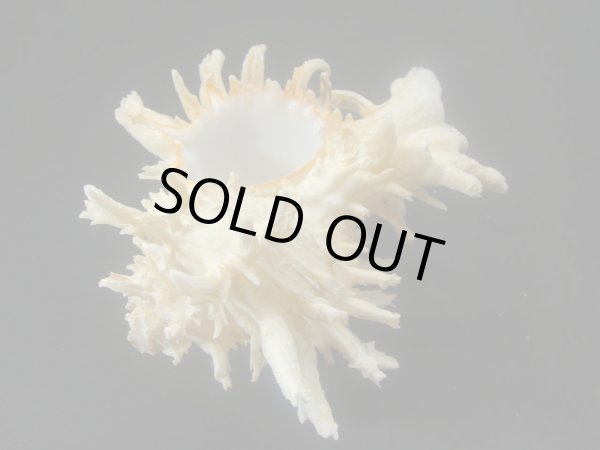 画像3: ノシメガンセキ レアカラー (3)