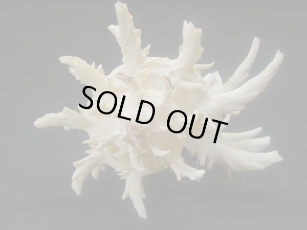 画像4: ノシメガンセキ レアカラー (4)