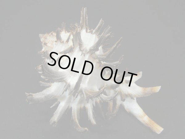 画像2: ノシメガンセキ　ユニークパターン (2)