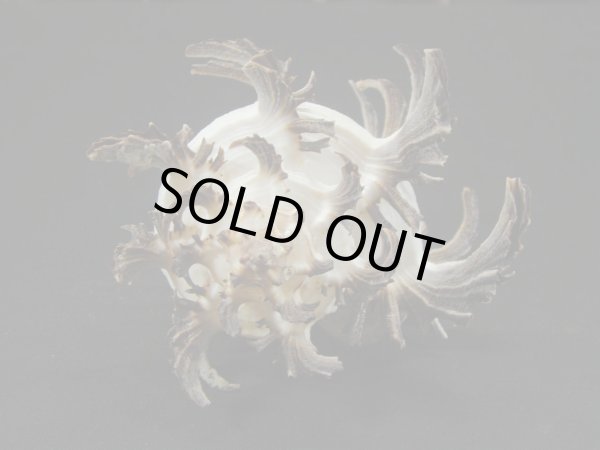 画像4: ノシメガンセキ　ユニークパターン (4)