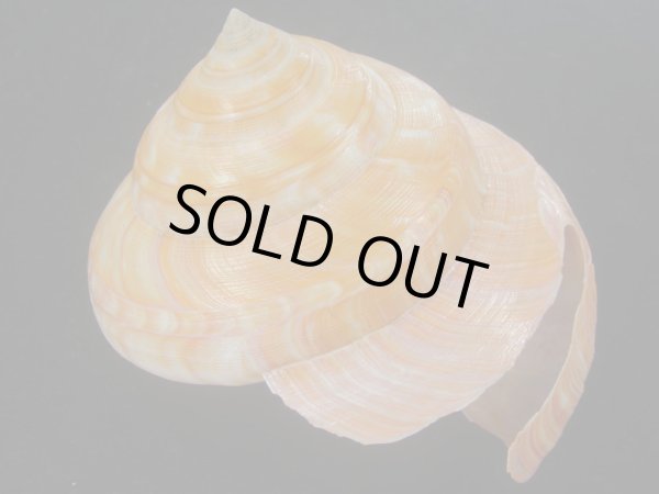 画像2: アフリカオキナエビス(Bayerotrochus africana) 老成　濃色 (2)