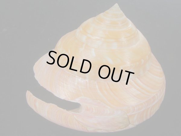 画像3: アフリカオキナエビス(Bayerotrochus africana) 老成　濃色 (3)