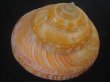 画像4: アフリカオキナエビス(Bayerotrochus africana) 老成　濃色 (4)