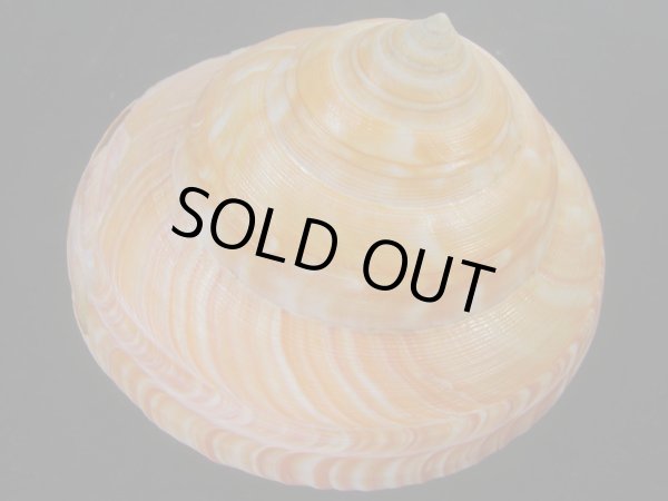 画像4: アフリカオキナエビス(Bayerotrochus africana) 老成　濃色 (4)