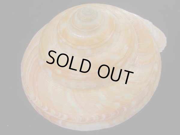 画像5: アフリカオキナエビス(Bayerotrochus africana) 老成　濃色 (5)