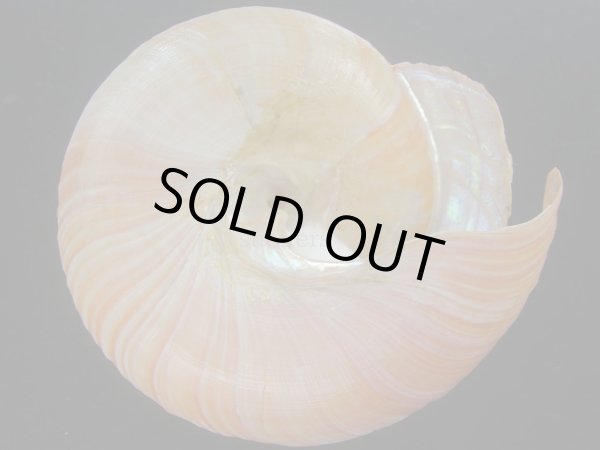 画像6: アフリカオキナエビス(Bayerotrochus africana) 老成　濃色 (6)