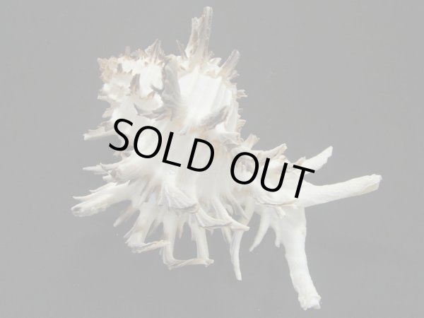 画像2: ノシメガンセキ　レアカラー　大　老成 (2)