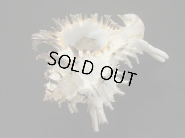 画像3: ノシメガンセキ　レアカラー　大　老成 (3)