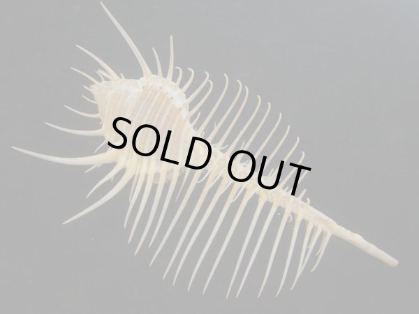 画像2: アラフラホネガイ(Murex pecten) 大　美品 (2)