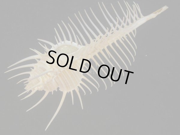 画像3: アラフラホネガイ(Murex pecten) 大　美品 (3)