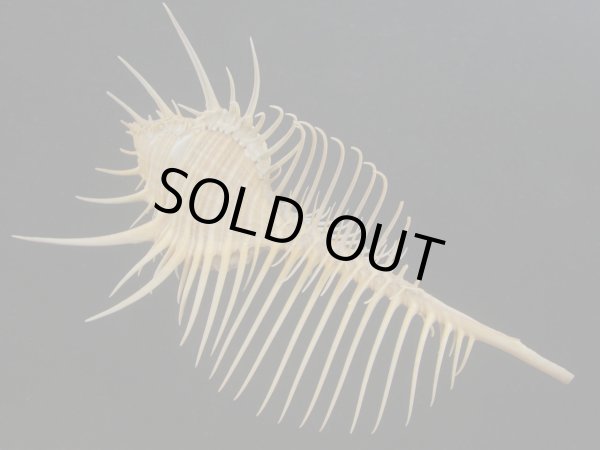 画像2: アラフラホネガイ(Murex pecten) 大　美品 (2)