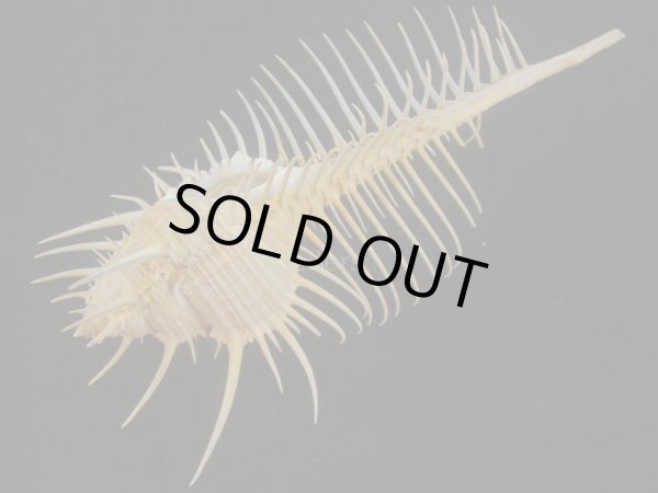 画像3: アラフラホネガイ(Murex pecten) 大　美品 (3)