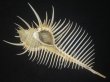 画像1: ホネガイ(Murex pecten) 大　美品 (1)