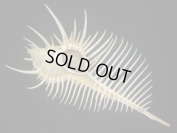 画像1: ホネガイ(Murex pecten) 大　美品 (1)