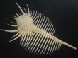 画像2: ホネガイ(Murex pecten) 大　美品 (2)