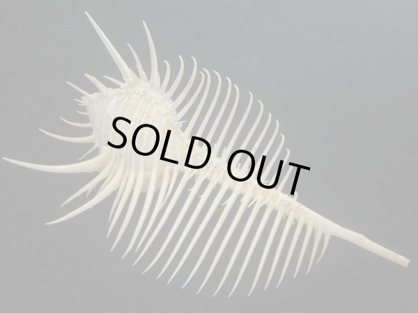 画像2: ホネガイ(Murex pecten) 大　美品 (2)