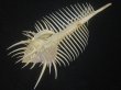 画像3: ホネガイ(Murex pecten) 大　美品 (3)
