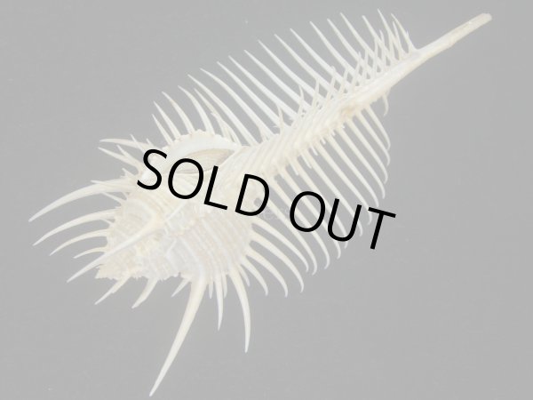 画像3: ホネガイ(Murex pecten) 大　美品 (3)