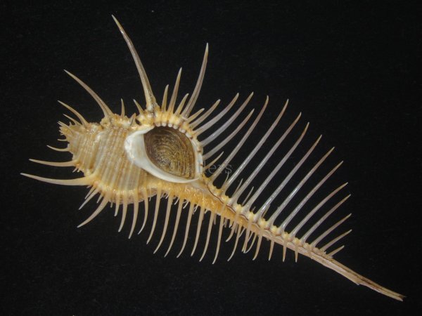 画像1: アラフラホネガイ(Murex pecten) 大　特美品 (1)