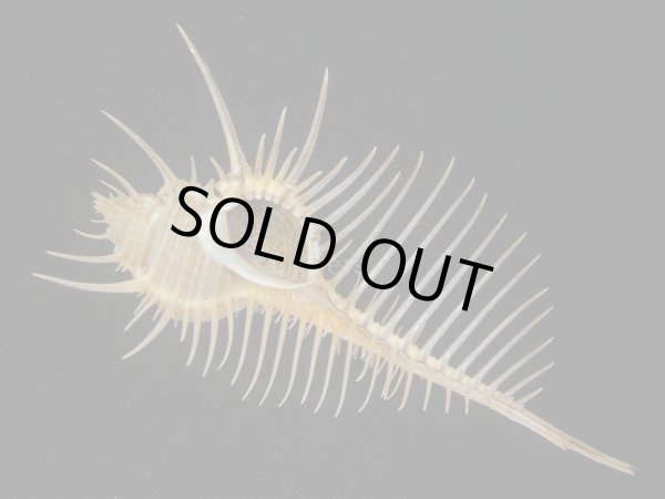 画像1: アラフラホネガイ(Murex pecten) 大　特美品 (1)