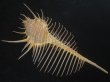 画像2: アラフラホネガイ(Murex pecten) 大　特美品 (2)