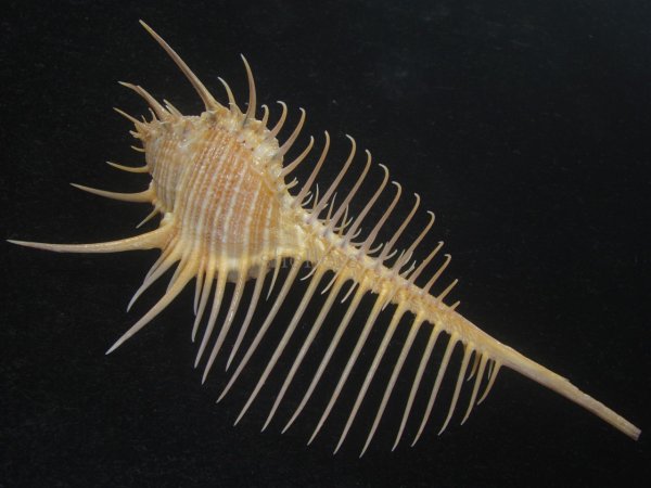 画像2: アラフラホネガイ(Murex pecten) 大　特美品 (2)