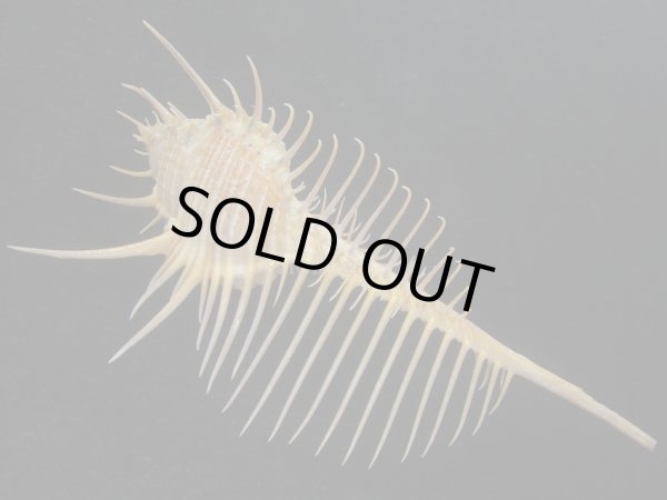 画像2: アラフラホネガイ(Murex pecten) 大　特美品 (2)