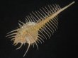画像3: アラフラホネガイ(Murex pecten) 大　特美品 (3)