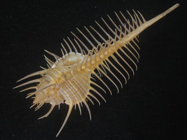 画像3: アラフラホネガイ(Murex pecten) 大　特美品 (3)